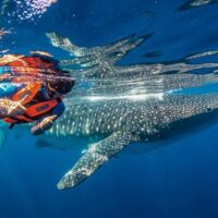 Swim with Dolphins