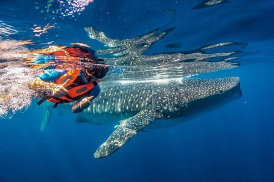 From Isla Mujeres/Riviera Maya: Swim with whale sharks!!