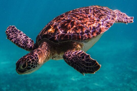 Snorkeling tour plus Isla Mujeres Private Tour