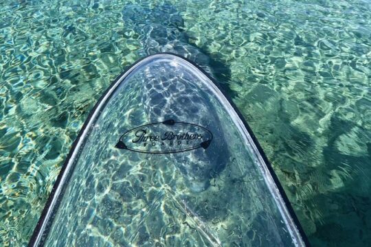Manatees, Monkeys and Florida Natural Spring Adventure Tour