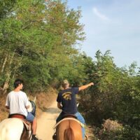 Horse Carriage Rides