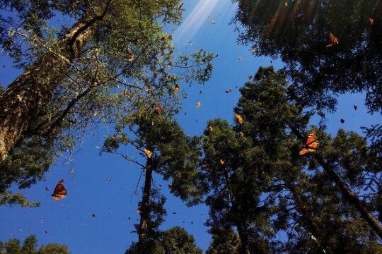 Butterfly Monarch Tour from Mexico City