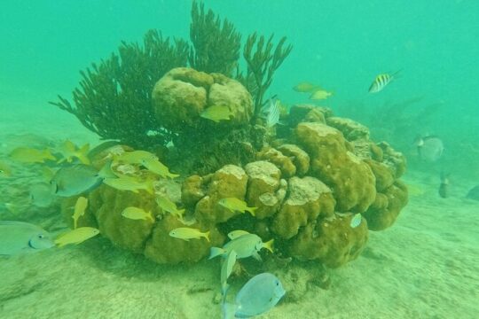 Turtles Encounter Akumal! Small group from Tulum City