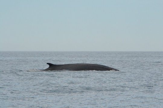 8-Hour Whale Watching in Barcelona