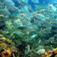 Snorkeling