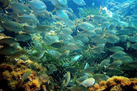 French Riviera Villefranche Bay Snorkeling Tour from Nice