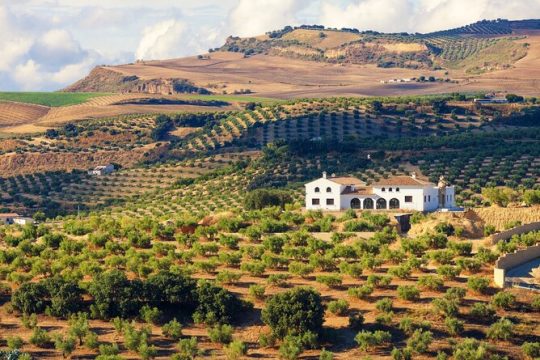 Full-Day Private Jerez & Cadiz Wine Tour Experience from Seville