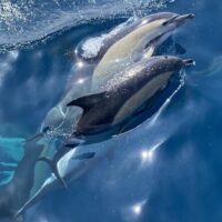 Cruises, Sailing & Water Tours