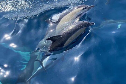 Shared Sailboat Navigation with dolphin watching
