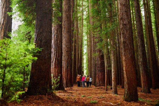 Fruit Picking & Nature Private Tour Yarra Valley & Warburton