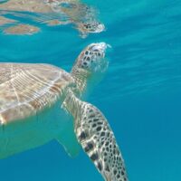 Snorkeling