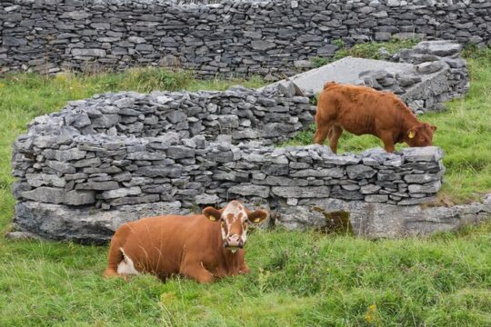 Return ferry ticket - Rossaveal to Inishmore Aran Island. 40 min