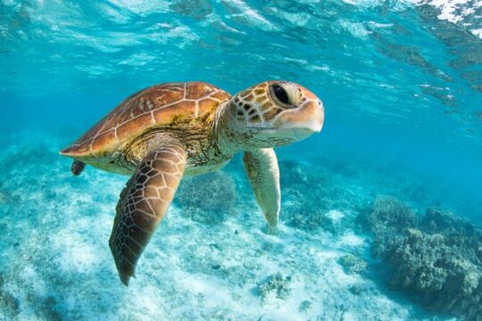 Full Day Tour to Tulum and Akumal with Swim with Turtles
