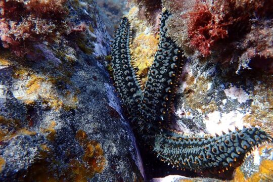 Snorkeling in Costa Teguise: 2-Hour Guided Tour in Lanzarote