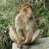 Audio Guided Tours