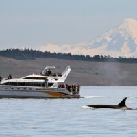 Cruises, Sailing & Water Tours