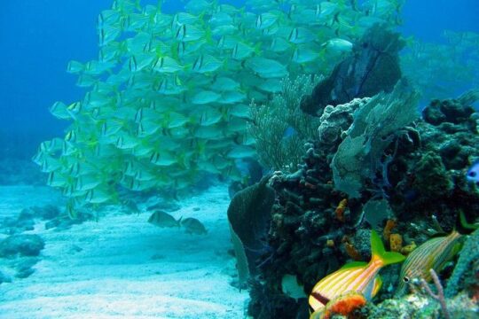 Puerto Morelos Reef Snorkeling Tour with Lunch