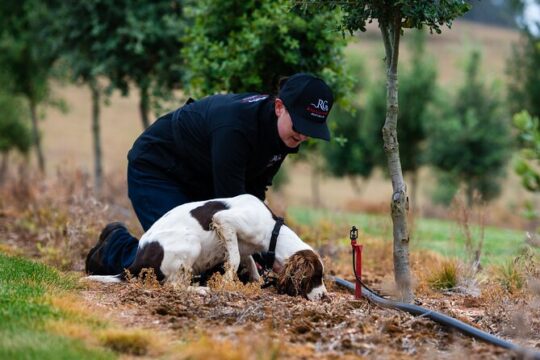 Truffle Hunt and Taste Experience in Oberon, NSW Australia