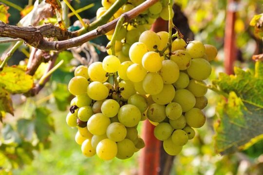 Rome to Frascati Gourmet Trip: Best of Castelli Romani Wine Food & Sightseeing
