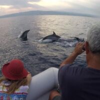 Dolphin & Whale Watching