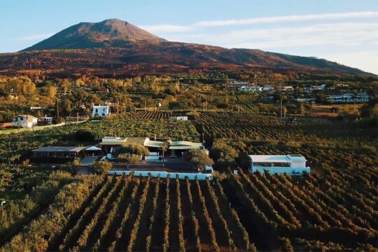 Organic Wine Tasting & Lunch on Vesuvius with Transfer from Amalfi Coast