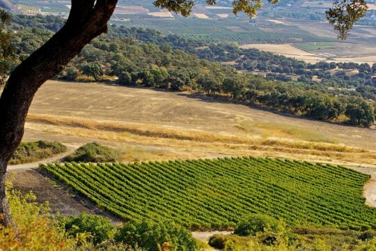 Ronda Private Full Day Wine Tour