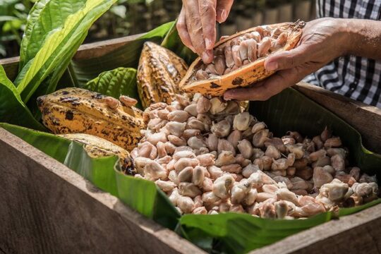Tulum: Chocolate & Honey Sanctuary Experience with Cenote