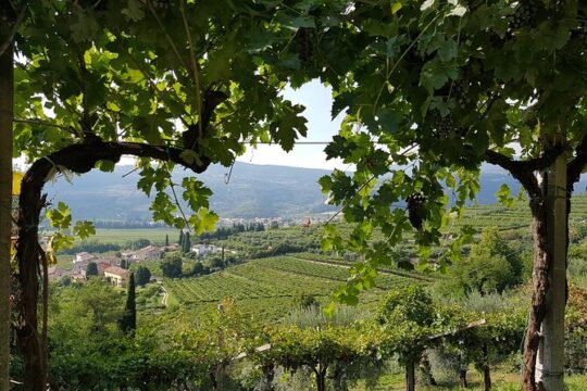 Amarone 2005 Wine Experience