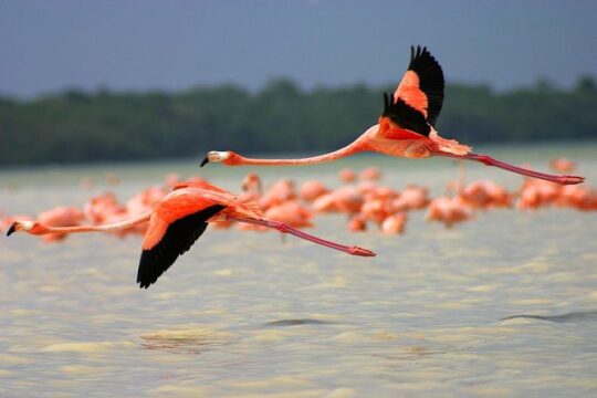 Celestun Biosphere Reserve Tour from Merida