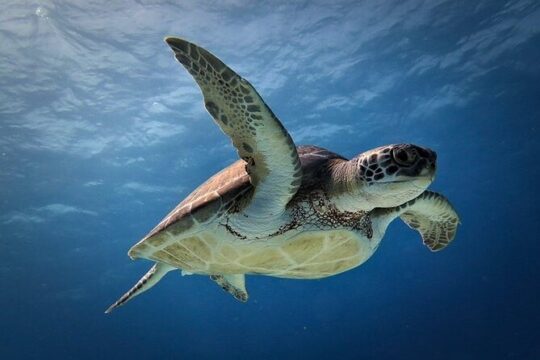 Discover Scuba Diving in Cozumel Paradise Reef