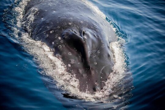 Sydney Whale Watching and Catamaran Sailing Private Half Day Tour