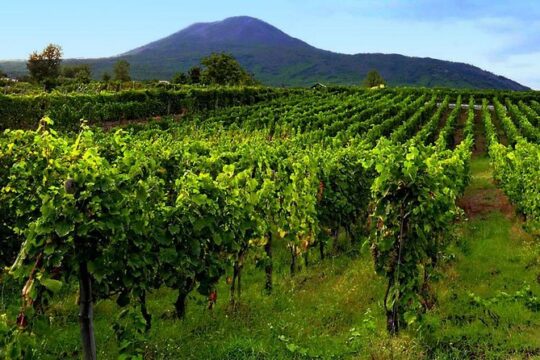 Pompei-herculaneum & Wine Tasting