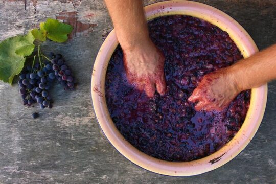Florence: Wine Making Private Experience In a Vineyard in Tuscany