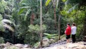 A great walk in the woods and more!