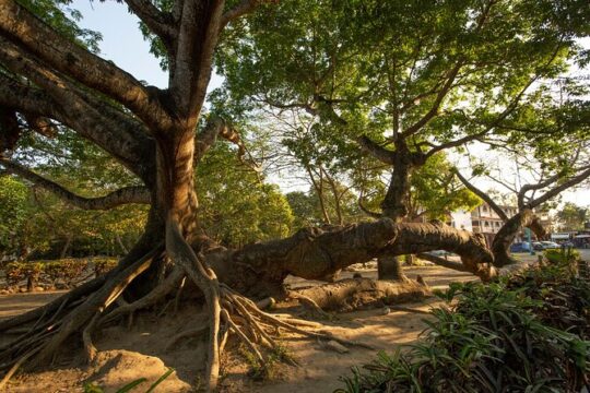 Explore Coba: The Ultimate Self-Guided Audio & Map Tour