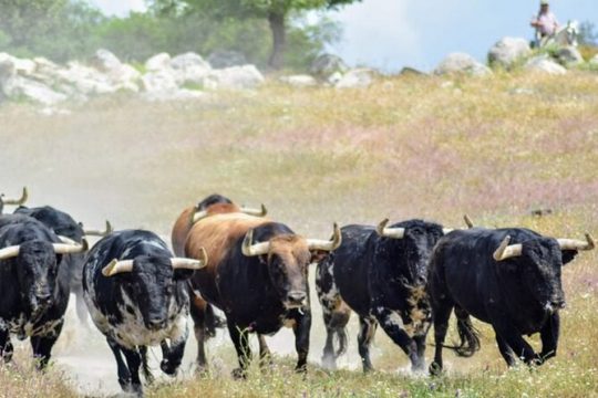 Visit to a brave bull farm in Andalusia