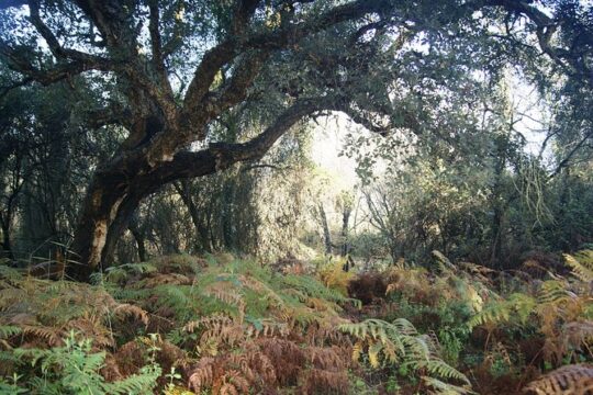 Doñana National Park in 4x4 and El Rocío