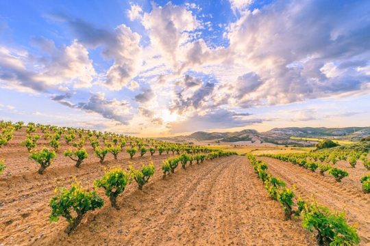 Full-Day Private Ribera del Duero Wine Tour from Madrid