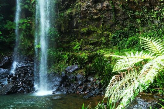 Glow Worms - Nocturnal Rainforest/Waterfall Adventure