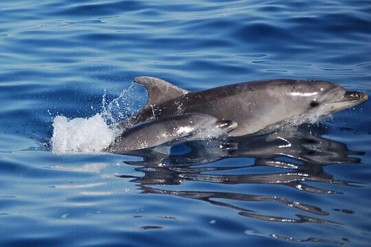 Dolphin Watching Boat Excursion to Figarolo Island from Olbia
