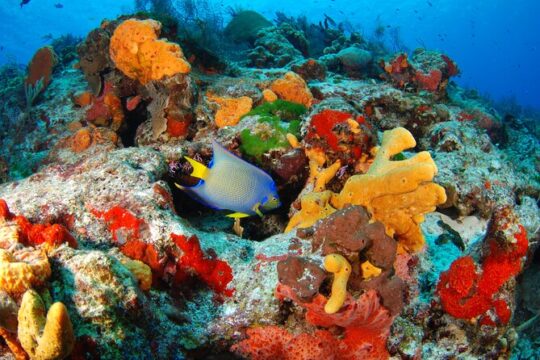 Day Tour at Yalku Inlet and 2 Cenotes From Tulum