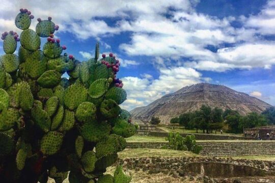 Teotihuacan and Tula Private Archeology Tour from Mexico City