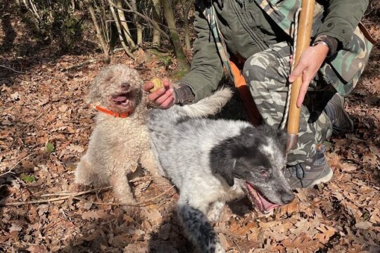 Truffle Hunting & Tasting in San Miniato Tuscany with Dogs