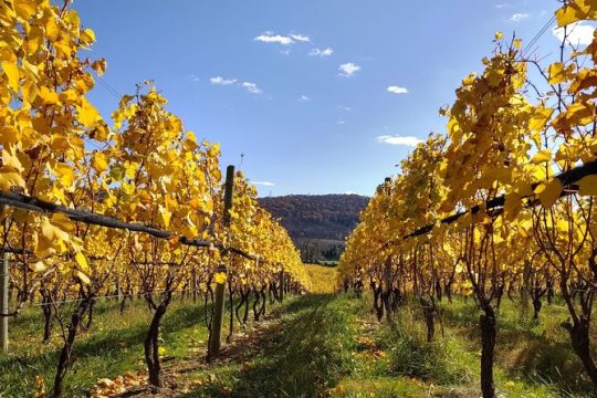 Private Tour & Lunch Of Underground Winery & Countryside Estate