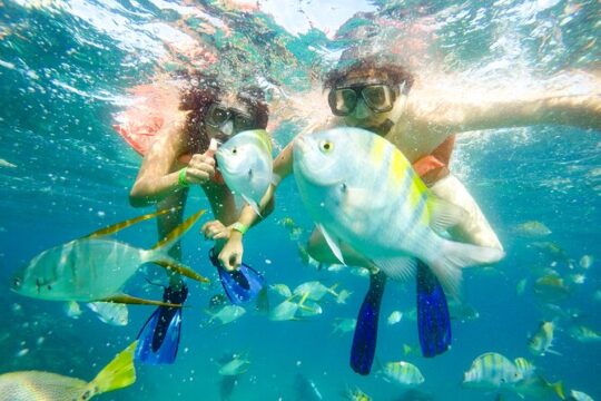 Snorkel at Pelican´s Beach Cabo San Lucas - Classic