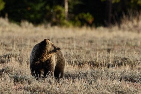 Half Day Private Bespoke Photography Tour of Yellowstone