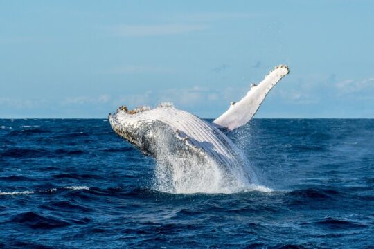 Private Luxury Intimate Whale Watching