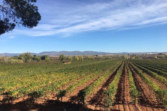 Private, premium: 3 wineries in Valencia region + winery lunch