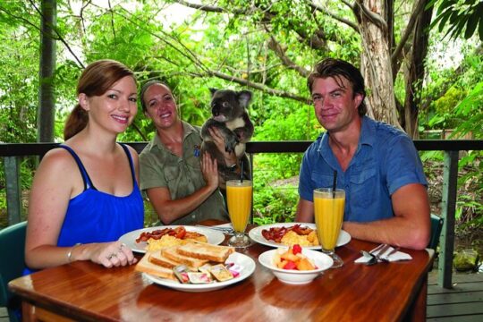 Breakfast with the Koalas at Hartley's Crocodile Park from Cairns or Palm Cove