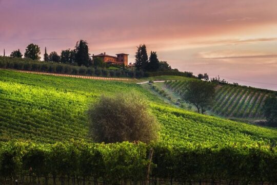 2 Hours Visit and Wine Tasting with tastings in Val D'Orcia
